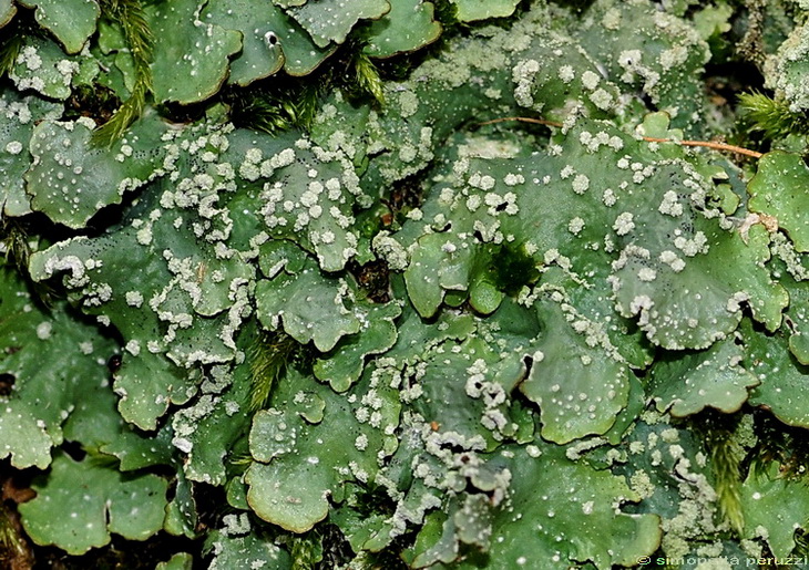 Licheni di Poggio Ripaghera